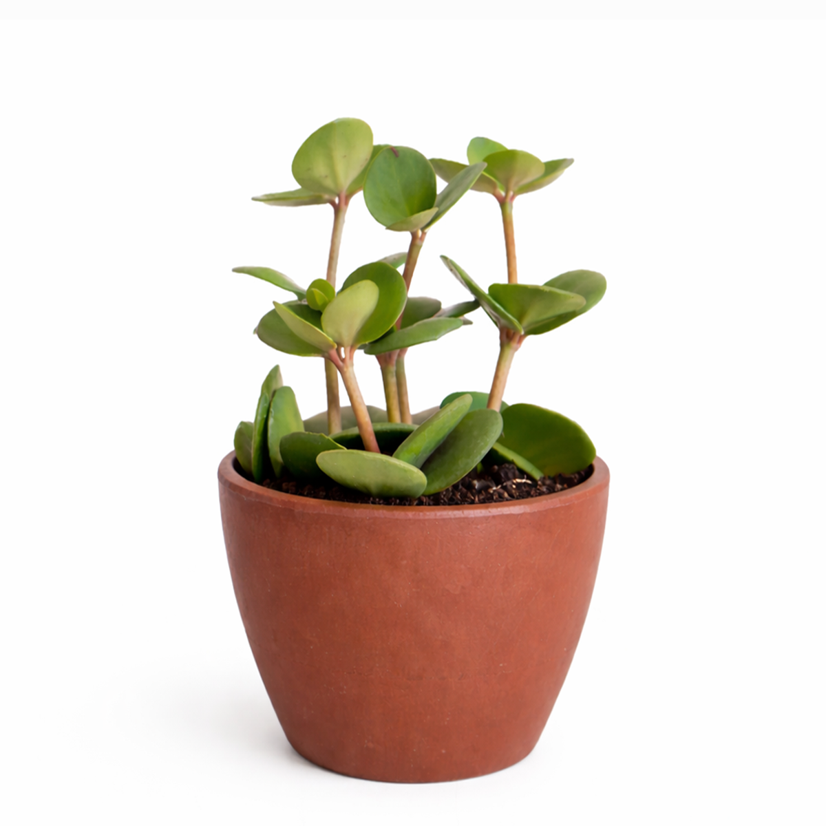Peperomia Hope care guide, medium-light houseplant, houseplant for hanging baskets, light and watering requirement for Peperomia Hope