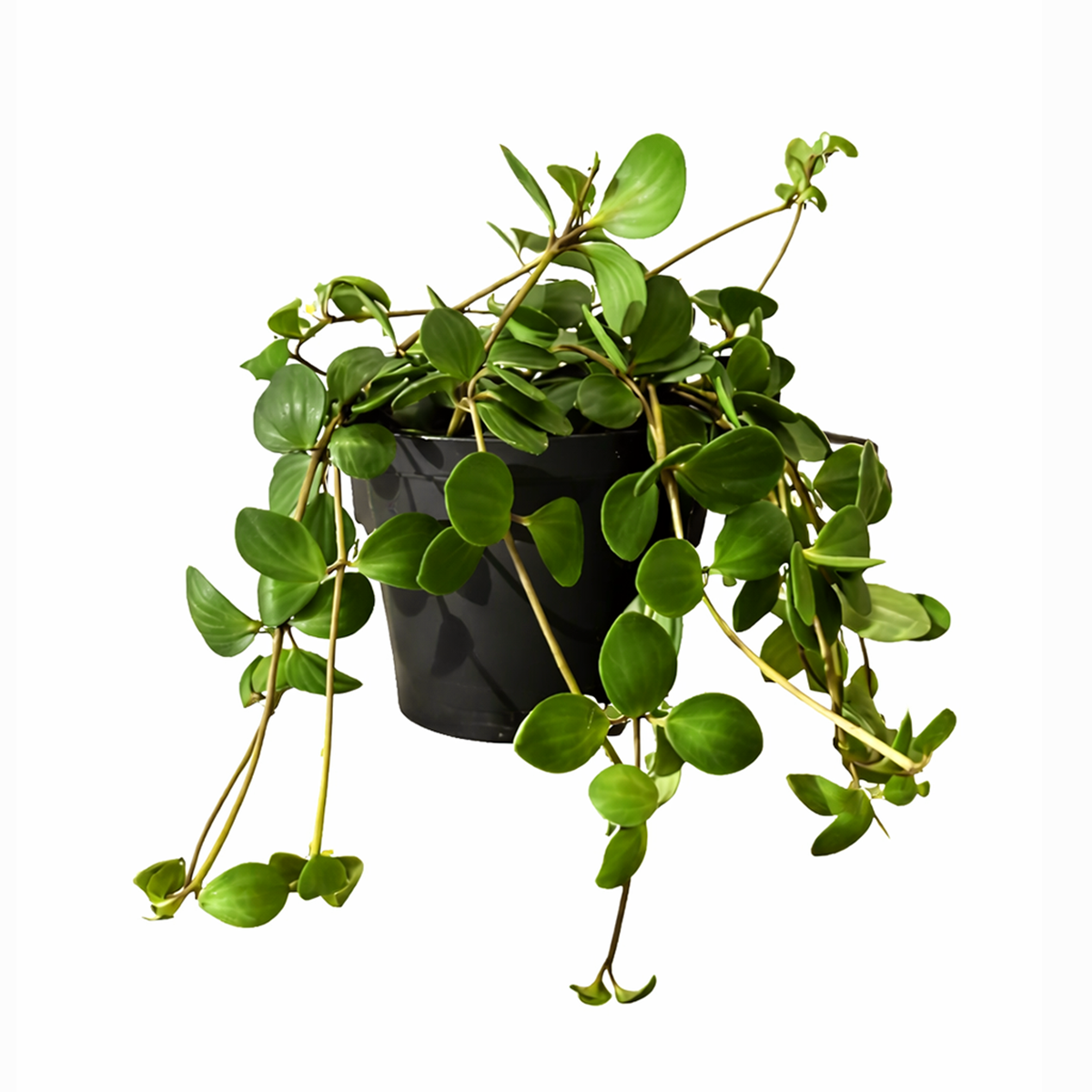 Peperomia Hope care guide, medium-light houseplant, houseplant for hanging baskets, light and watering requirement for Peperomia Hope