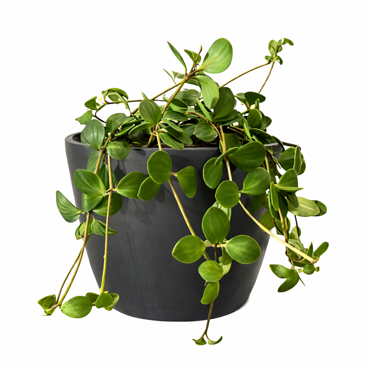 Peperomia Hope care guide, medium-light houseplant, houseplant for hanging baskets, light and watering requirement for Peperomia Hope