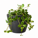 Peperomia Hope care guide, medium-light houseplant, houseplant for hanging baskets, light and watering requirement for Peperomia Hope