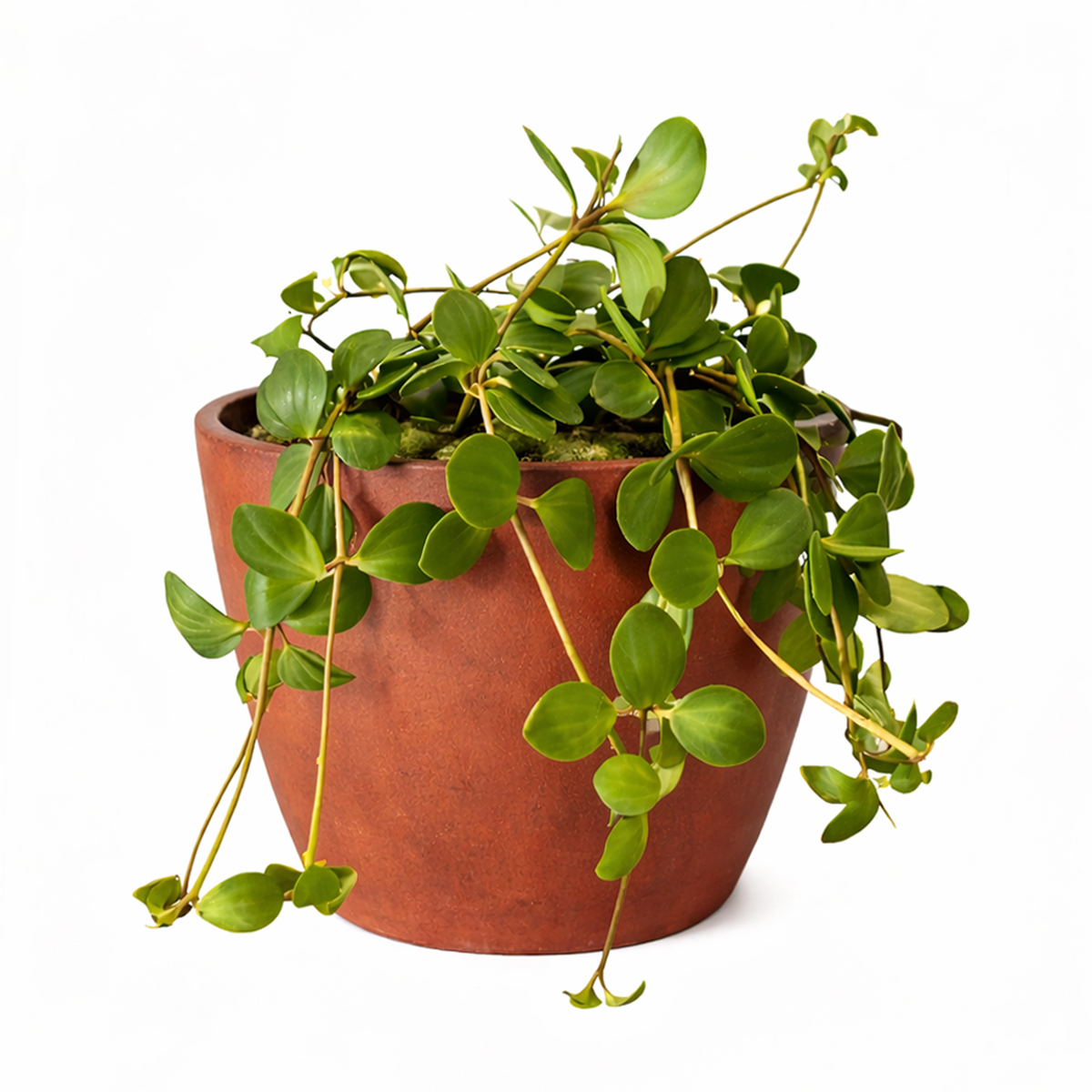 Peperomia Hope care guide, medium-light houseplant, houseplant for hanging baskets, light and watering requirement for Peperomia Hope