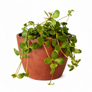 Peperomia Hope care guide, medium-light houseplant, houseplant for hanging baskets, light and watering requirement for Peperomia Hope