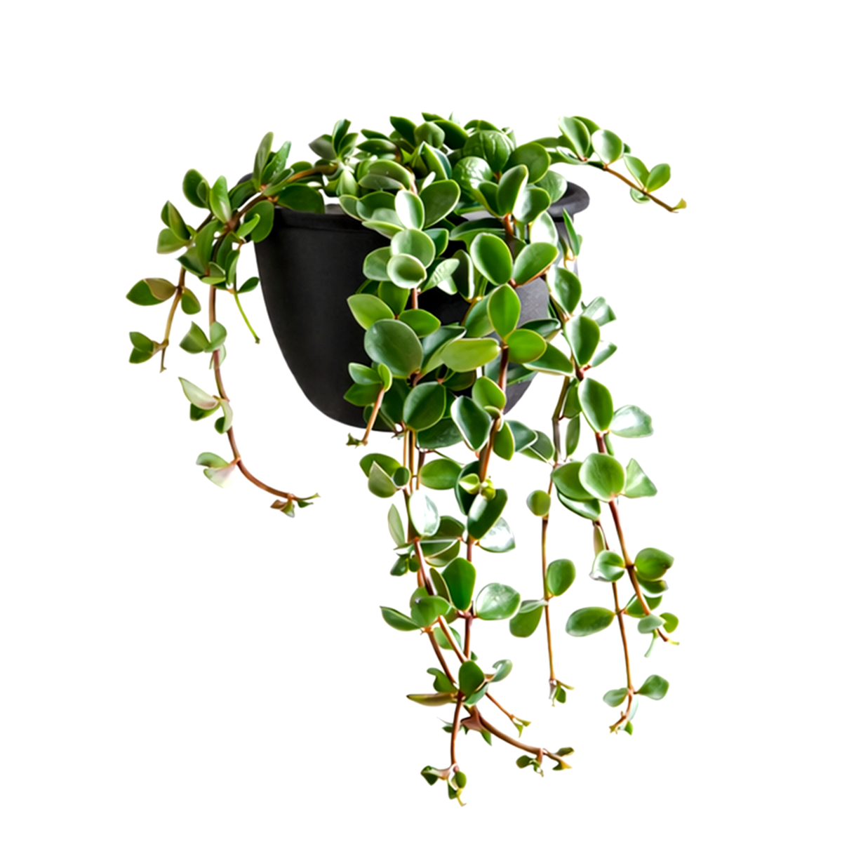 Peperomia Hope care guide, medium-light houseplant, houseplant for hanging baskets, light and watering requirement for Peperomia Hope