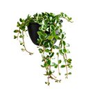 Peperomia Hope care guide, medium-light houseplant, houseplant for hanging baskets, light and watering requirement for Peperomia Hope