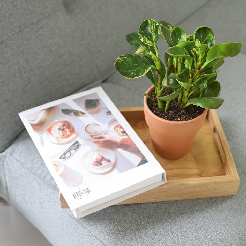 marble house plant Peperomia Marble