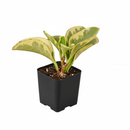 Pet-safe indoor plants with decorative foliage, Affordable variegated tropical houseplants, Decorative foliage plants for modern interiors

