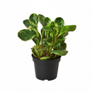 Pet-safe indoor plants with decorative foliage, Affordable variegated tropical houseplants, Decorative foliage plants for modern interiors


