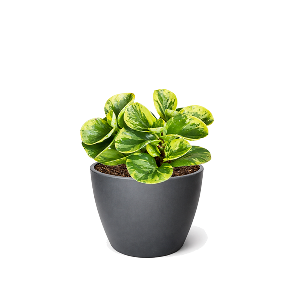 4 inch semi-succulent plant, pet-friendly houseplant, low-maintenance plant, buy live plants online