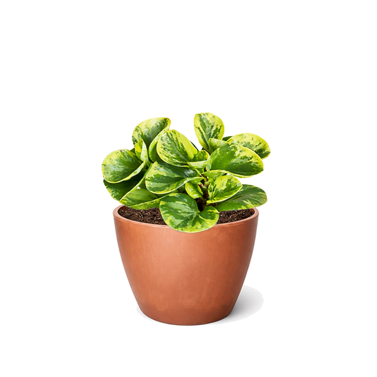 4 inch semi-succulent plant, pet-friendly houseplant, low-maintenance plant, buy live plants online