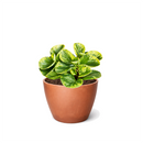 6 inch semi-succulent plant, pet-friendly houseplant, low-maintenance plant, buy live plants online