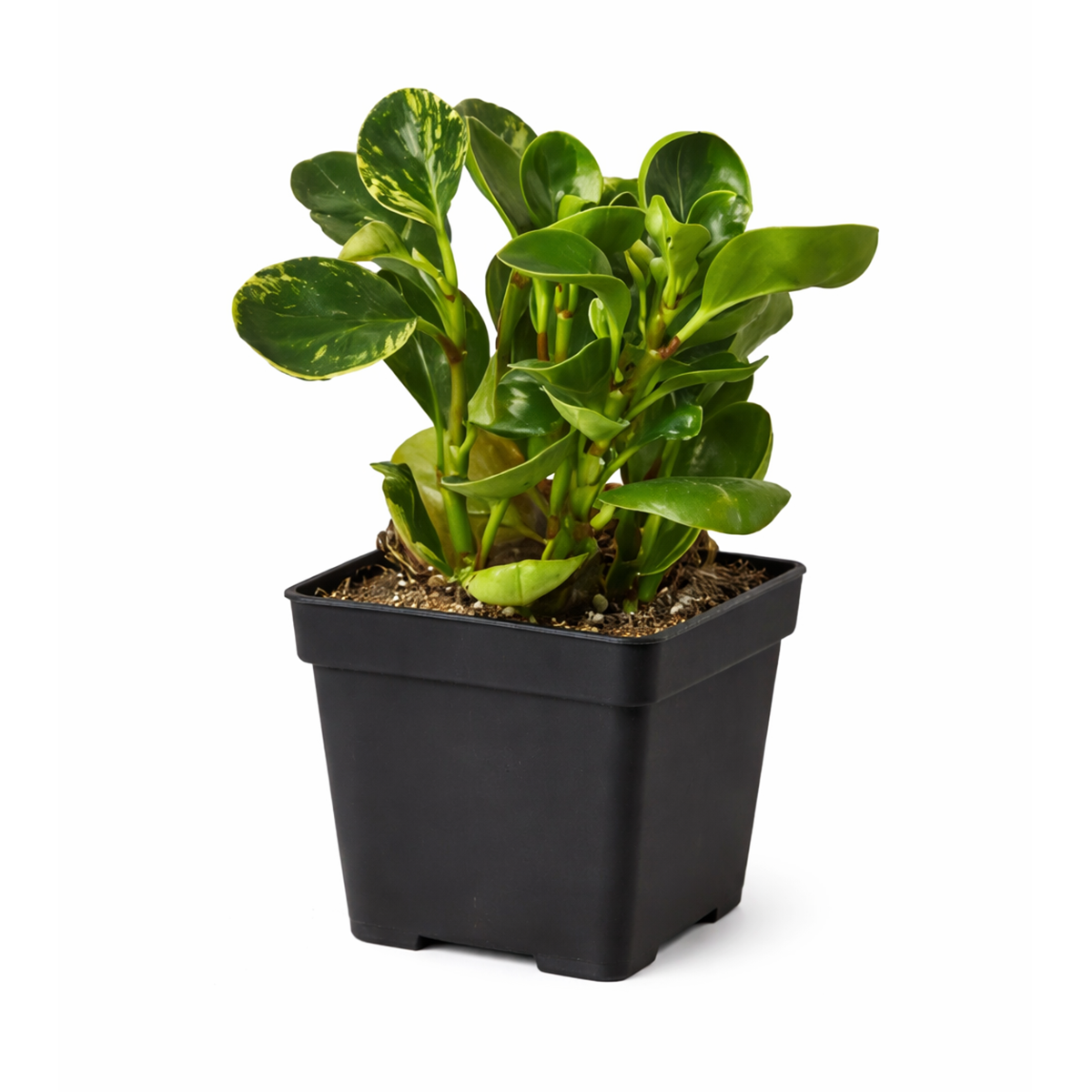 6 inch semi-succulent plant, pet-friendly houseplant, low-maintenance plant, buy live plants online