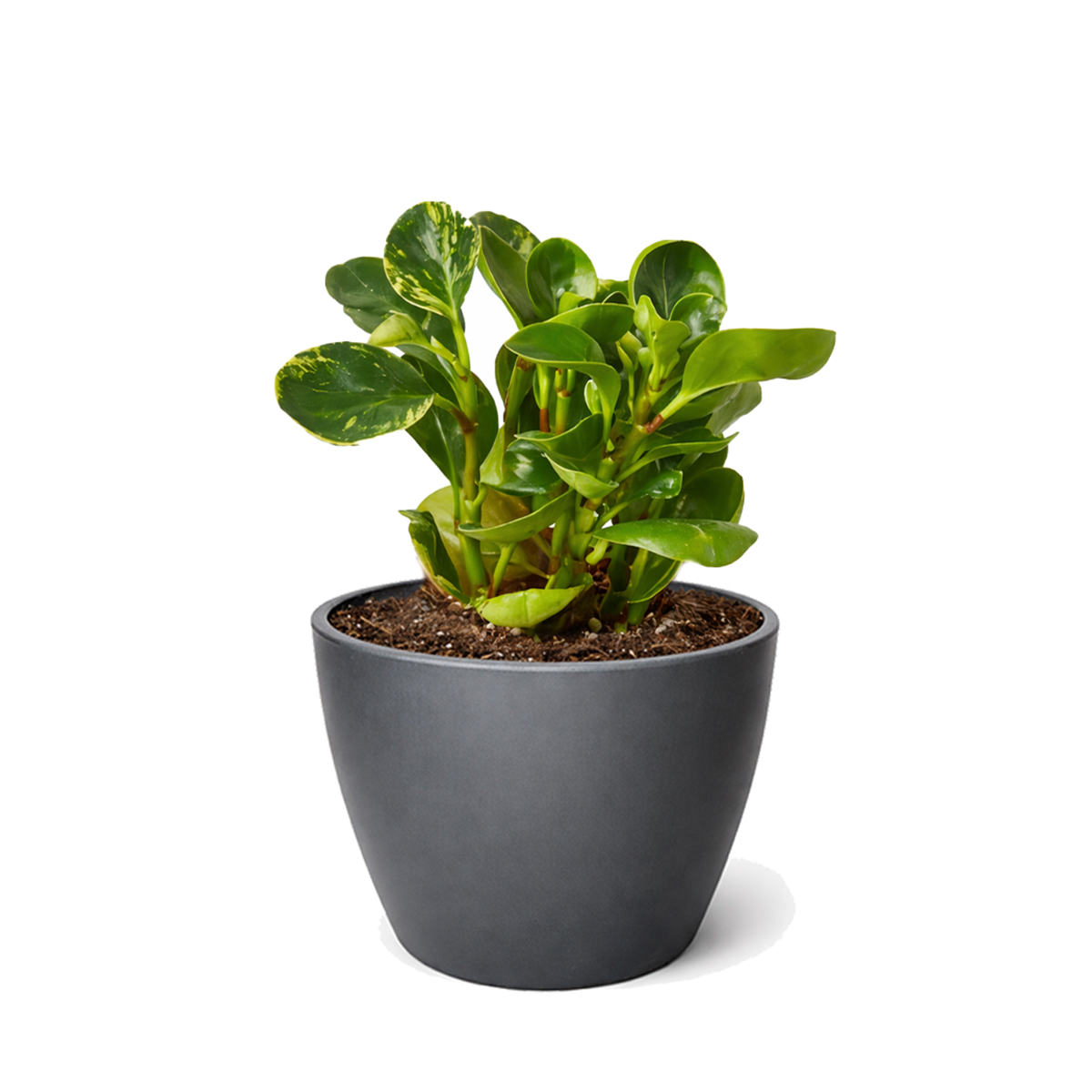 6 inch semi-succulent plant, pet-friendly houseplant, low-maintenance plant, buy live plants online