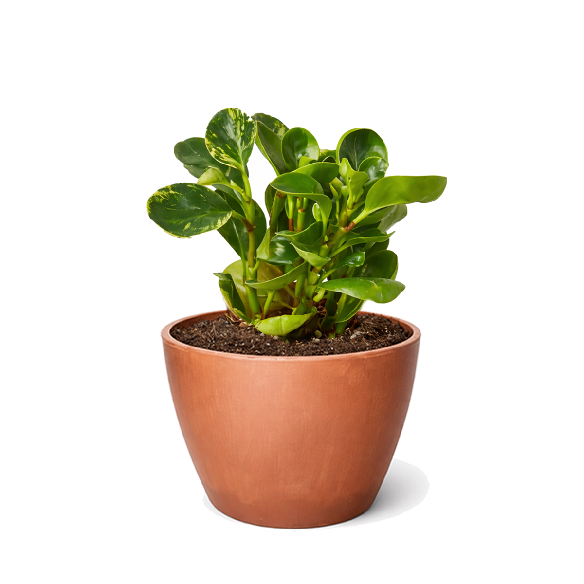6 inch semi-succulent plant, pet-friendly houseplant, low-maintenance plant, buy live plants online