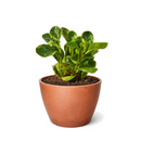 6 inch semi-succulent plant, pet-friendly houseplant, low-maintenance plant, buy live plants online
