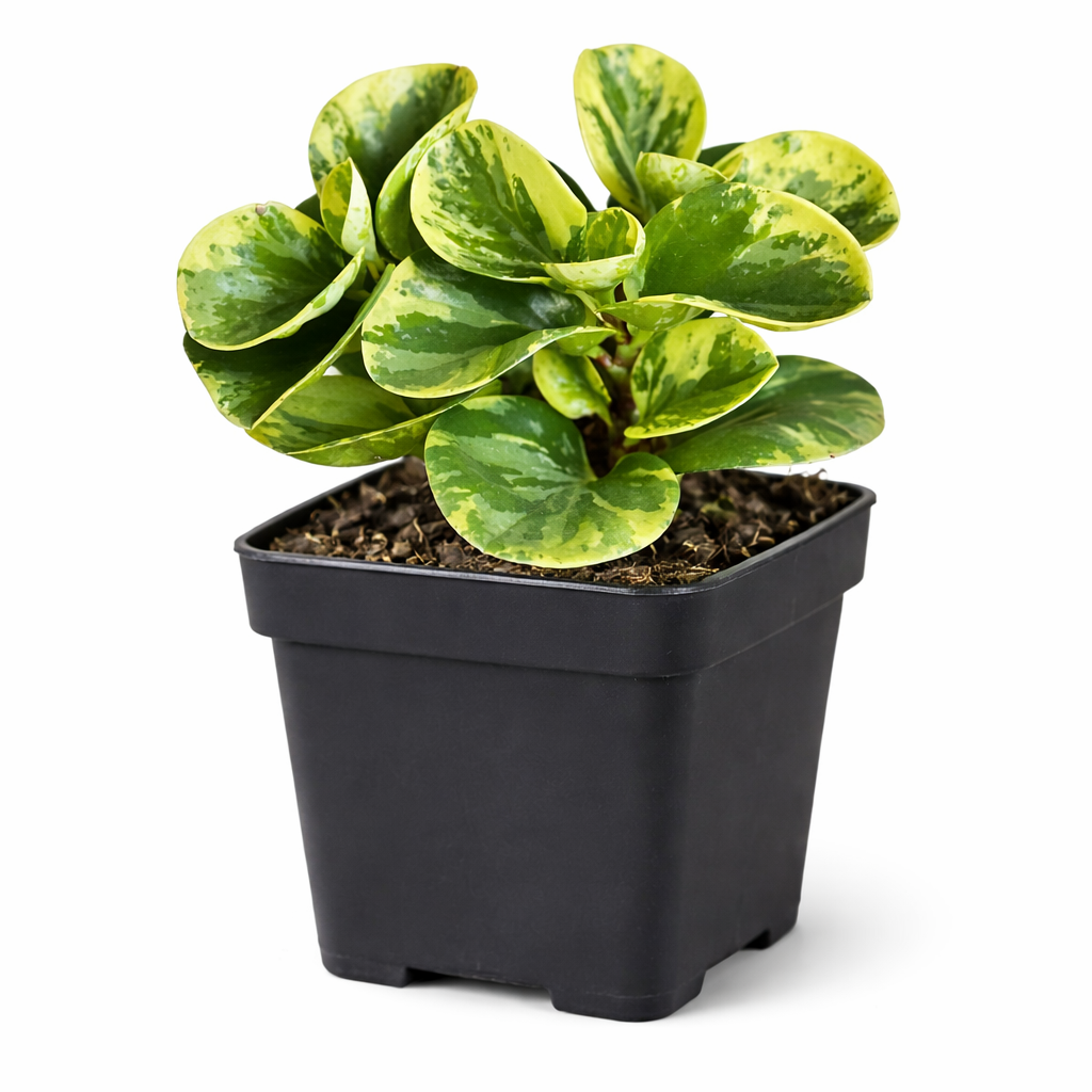 Pet-safe indoor plants with decorative foliage, Affordable variegated tropical houseplants, Decorative foliage plants for modern interiors