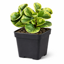 6 inch semi-succulent plant, pet-friendly houseplant, low-maintenance plant, buy live plants online
