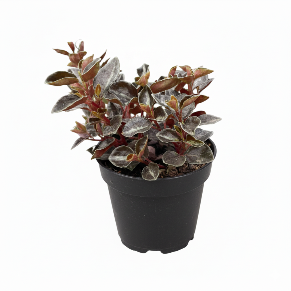 Peperomia &#39;Metallica&#39;, 4 inch Peperomia &#39;Metallica&#39; for sale, Peperomia &#39;Metallica&#39; plants near me, Peperomia &#39;Metallica&#39; in ca