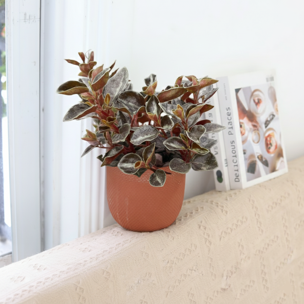 Peperomia 'Metallica' plant in terracotta pot, Peperomia 'Metallica' for sale, buy Peperomia live plants online