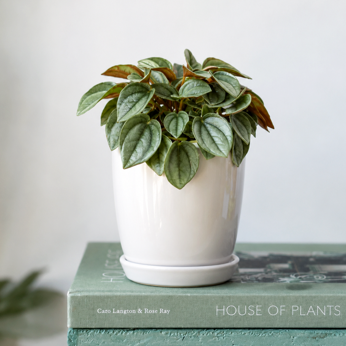 Buy 4 inch Peperomia 'Napoli Nights' online. Peperomia 'Napoli Nights' is a striking houseplant admired for its deep green, metallic foliage and compact growth habit that adds elegance to any indoor space. It thrives in bright, indirect light with well-draining soil and requires only moderate watering, making it an easy-care choice for plant lovers. This beautiful indoor plant is perfect for homes, offices, or anyone looking to add unique foliage to their plant collection.