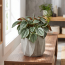 Peperomia 'Napoli Nights' - 4" Pot