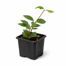 Peperomia 'Parallel' (Peperomia tetragona) 4 inch grower pot for sale, Pet-Friendly Indoor Plant with Watermelon Stripes, Easy-Care Live Houseplant, Pet-friendly indoor plants