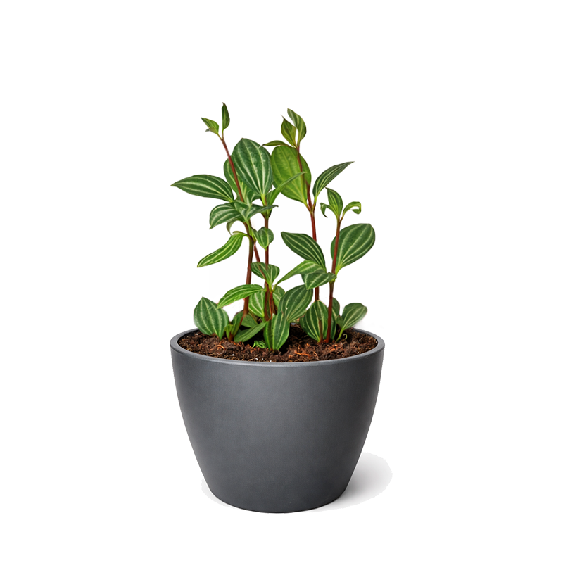Peperomia 'Parallel' (Peperomia tetragona) 4 inch grower pot for sale, Pet-Friendly Indoor Plant with Watermelon Stripes, Easy-Care Live Houseplant, Pet-friendly indoor plants