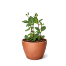 Peperomia 'Parallel' (Peperomia tetragona) 4 inch grower pot for sale, Pet-Friendly Indoor Plant with Watermelon Stripes, Easy-Care Live Houseplant, Pet-friendly indoor plants