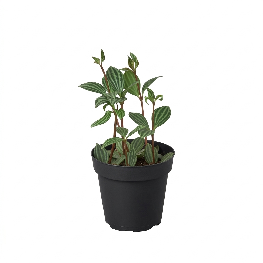 Peperomia 'Parallel' 3 inch/ 4 inch/ 6 inch live house plant for sale, peperomia parallel bushy foliage plant for indoor decoration, ornamental peperomia parallel plant with unique striped texture