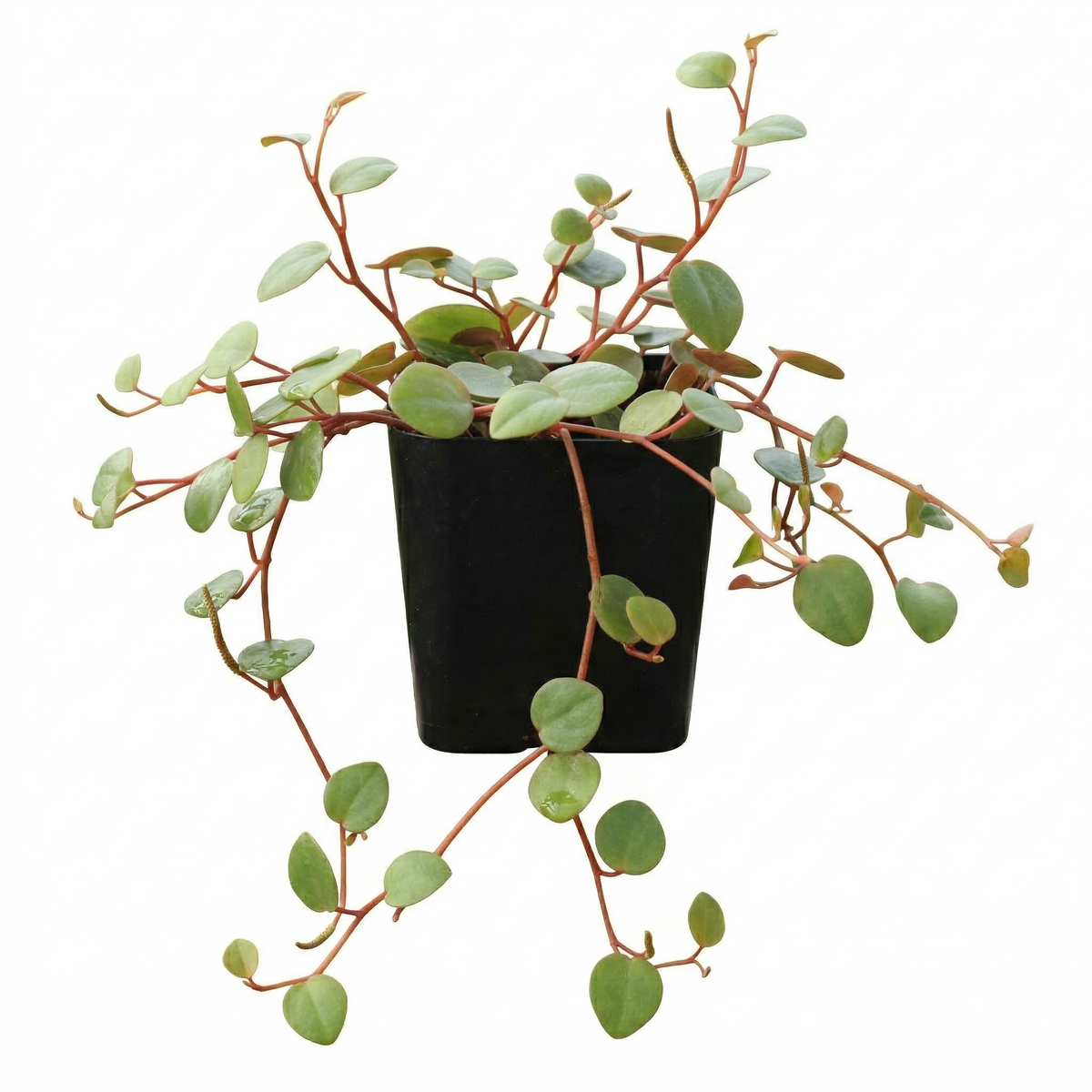 Peperomia 'Pepperspot' - String of Coins 2 inch live plant for sale, Red stemmed trailing succulent-like houseplant, Fast growing trailing indoor plants for low light