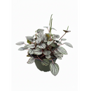 6 inch Peperomia Piccolo Banda, best plant for beginners, Peperomia Piccolo Banda for sale