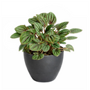 Peperomia Piccolo Banda, the best office plant, houseplant for low light rooms, exotic houseplant, Peperomia Piccolo Albovittata, small houseplant for working desk and office, low light houseplant