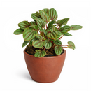 Peperomia Piccolo Banda, the best office plant, houseplant for low light rooms, exotic houseplant, Peperomia Piccolo Albovittata, small houseplant for working desk and office, low light houseplant