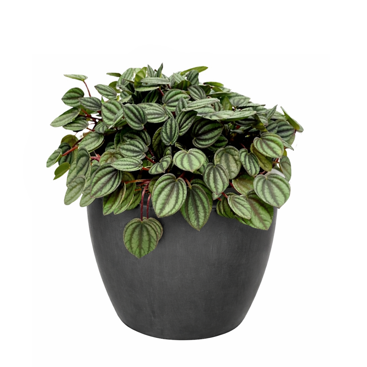 Peperomia Piccolo Banda, the best office plant, houseplant for low light rooms, exotic houseplant, Peperomia Piccolo Albovittata, small houseplant for working desk and office, low light houseplant