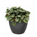 Peperomia Piccolo Banda, the best office plant, houseplant for low light rooms, exotic houseplant, Peperomia Piccolo Albovittata, small houseplant for working desk and office, low light houseplant