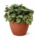 Peperomia Piccolo Banda, the best office plant, houseplant for low light rooms, exotic houseplant, Peperomia Piccolo Albovittata, small houseplant for working desk and office, low light houseplant