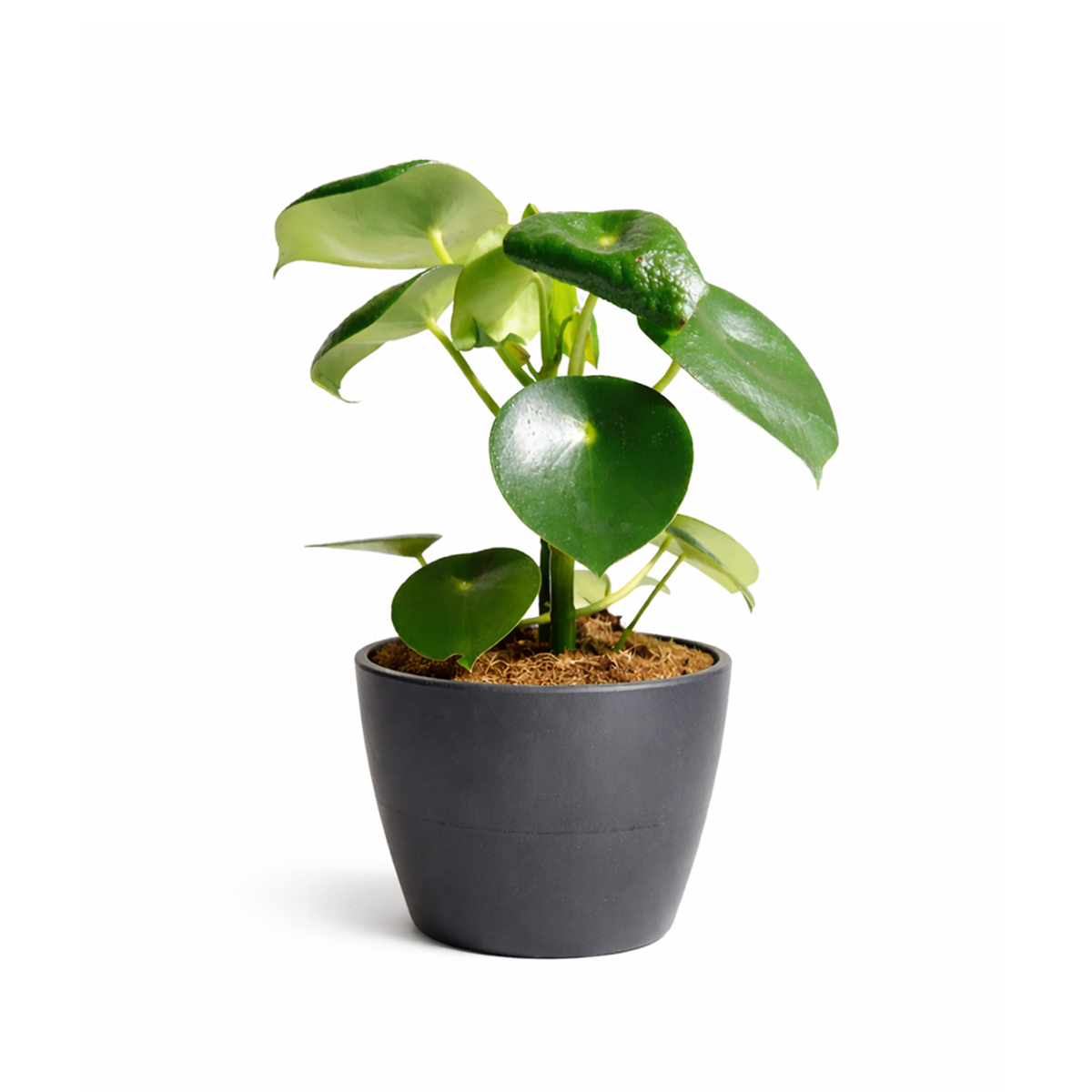 Raindrop-shaped leaves Plant in a 6 inch pot, Houseplants as home decor gifts, Gifts for plant lovers, Buy Peperomia polybotrya Raindrop online