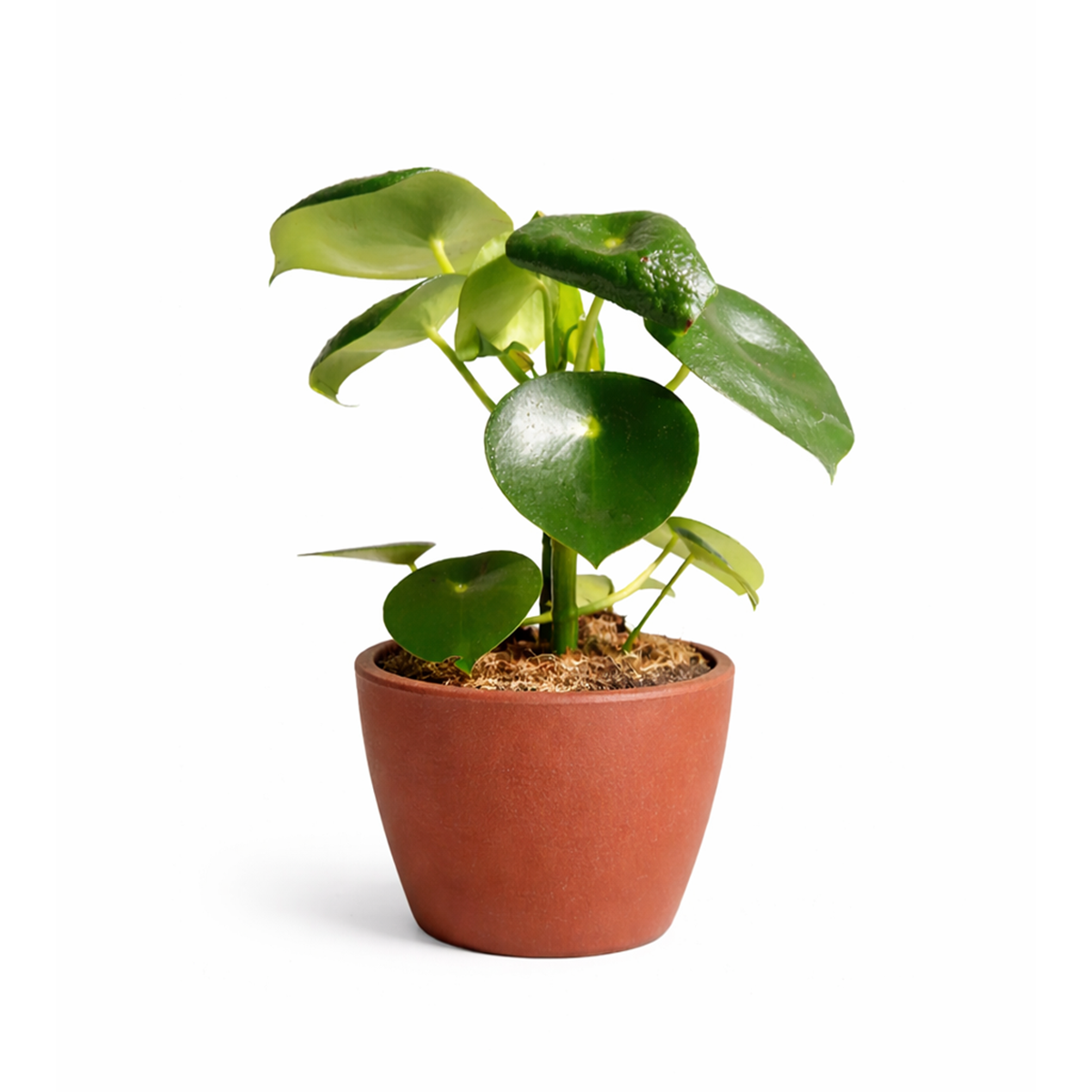 raindrop money plant Raindrop Peperomia polybotrya Houseplant, Easy-care Plant Gifts
