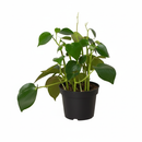 Raindrop-shaped leaves Plant in a 6 inch pot, Houseplants as home decor gifts, Gifts for plant lovers, Buy Peperomia polybotrya Raindrop online