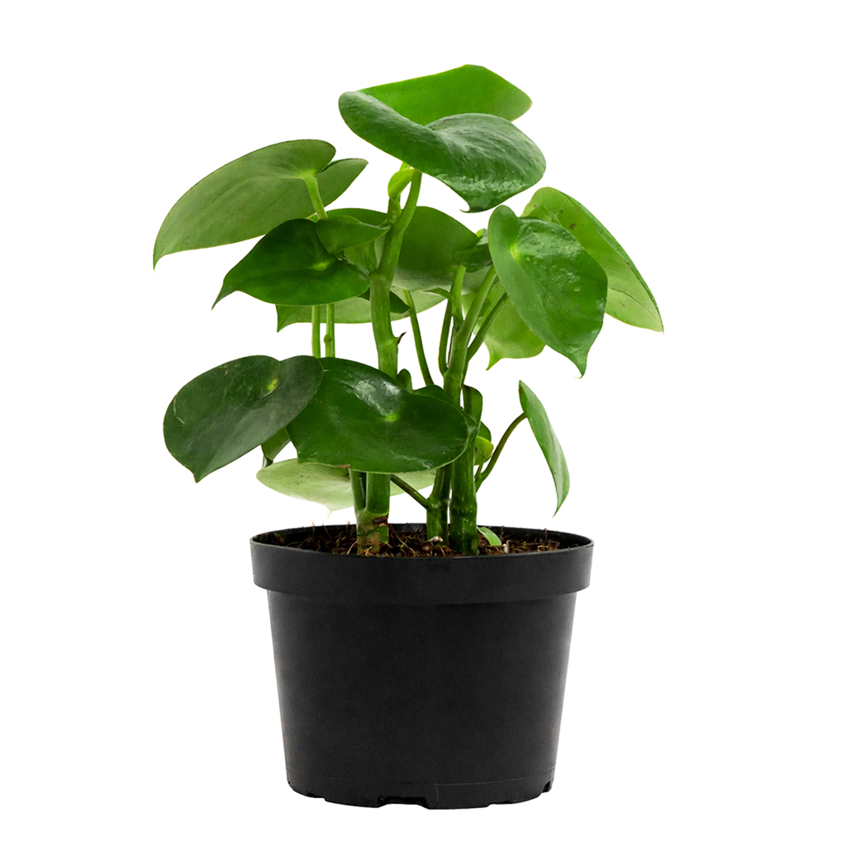 Raindrop-shaped leaves Plant in a 6 inch pot, Houseplants as home decor gifts, Gifts for plant lovers, Buy Peperomia polybotrya Raindrop online