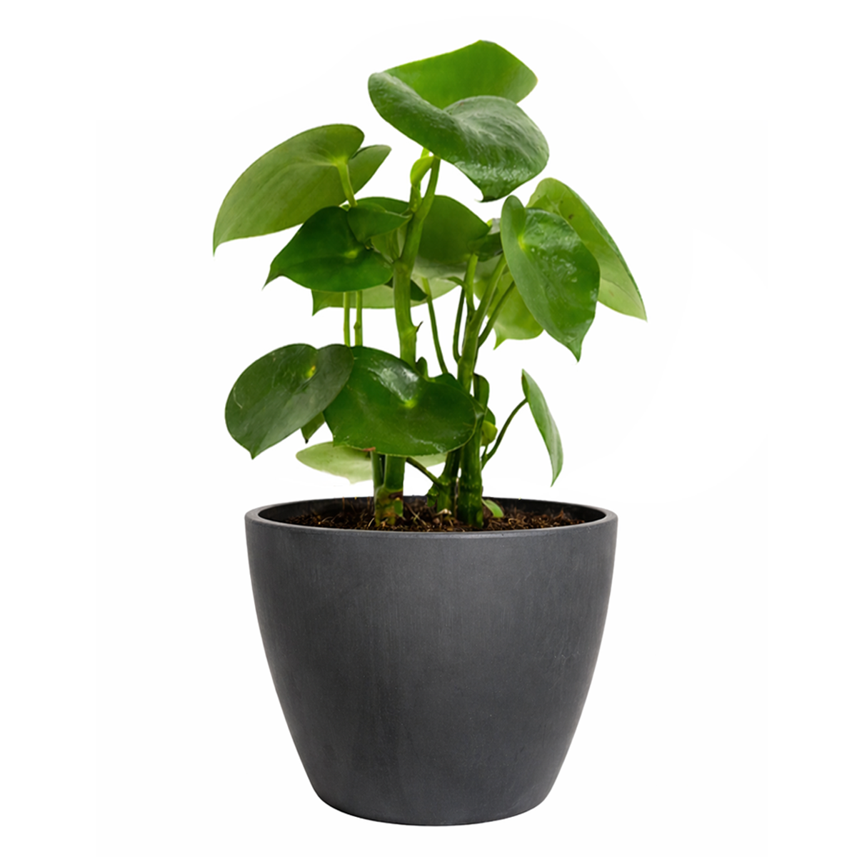 raindrop philodendron Raindrop Peperomia polybotrya Houseplant, Easy-care Plant Gifts