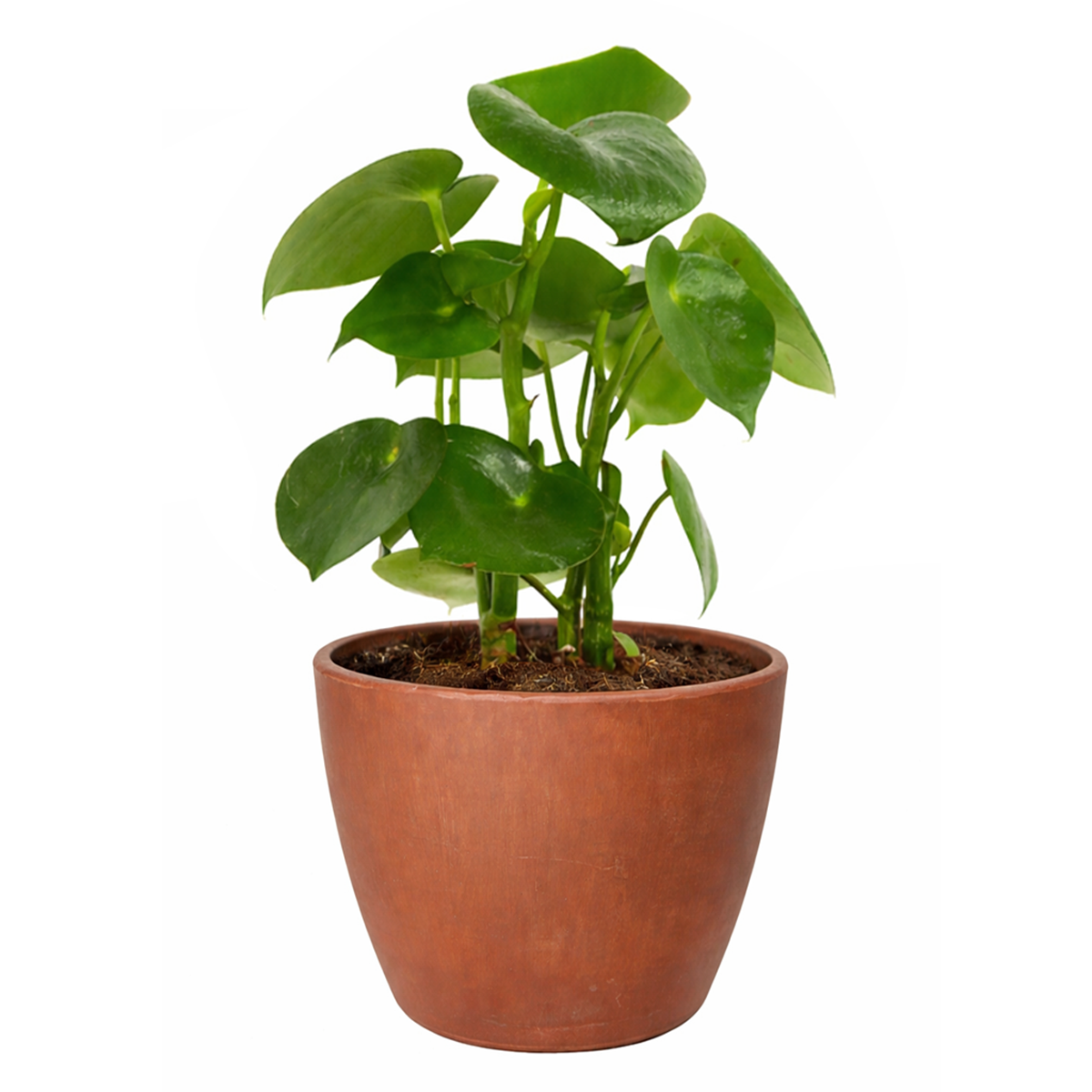 raindrop house plant Raindrop Peperomia polybotrya Houseplant, Easy-care Plant Gifts