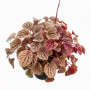 4 inch Peperomia Quito, Peperomia live plants, plants for sale, buy houseplants online, small plants for decoration