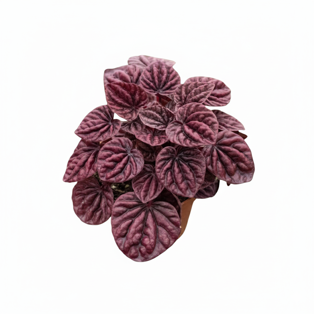Peperomia Ripple Red for sale, Peperomia Ripple Red houseplant online, Unique houseplants for small spaces