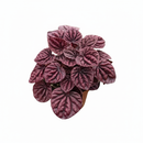 Peperomia Ripple Red for sale, Peperomia Ripple Red houseplant online, Unique houseplants for small spaces