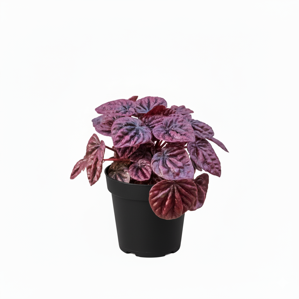 Peperomia Ripple Red, Peperomia Ripple Red 4 inch, buy Peperomia Ripple Red, Peperomia Ripple Red indoor plant, Peperomia Ripple Red light requirements