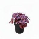 Peperomia Ripple Red for sale, Peperomia Ripple Red houseplant online, Unique houseplants for small spaces
