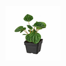 Peperomia Ripple Green 6 i inch grower pot for sale, Beginner friendly houseplant, Compact indoor plants for office