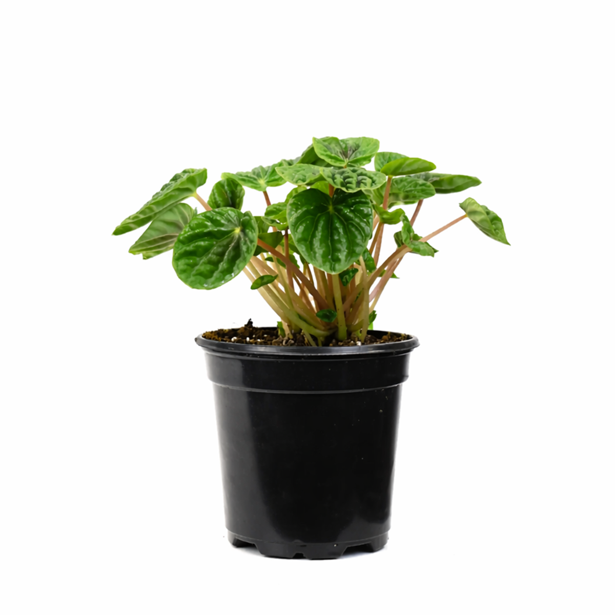 Peperomia Ripple Green 6 i inch grower pot for sale, Beginner friendly houseplant, Compact indoor plants for office