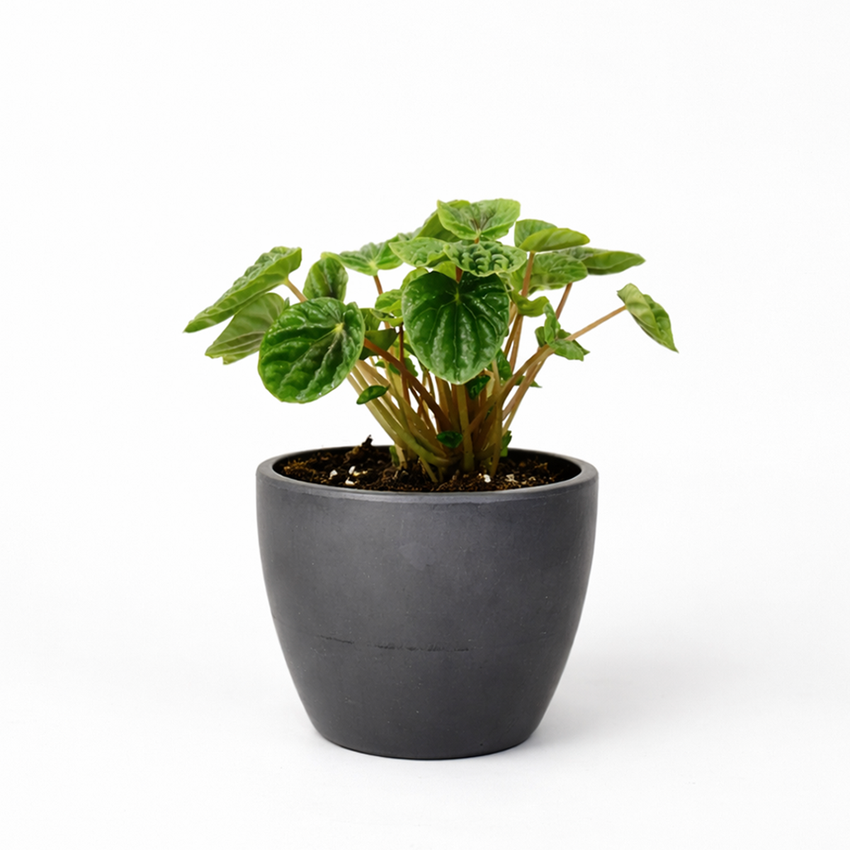 Peperomia Ripple Green 6 i inch grower pot for sale, Beginner friendly houseplant, Compact indoor plants for office
