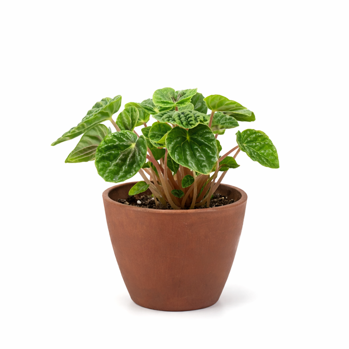 Peperomia Ripple Green 6 i inch grower pot for sale, Beginner friendly houseplant, Compact indoor plants for office